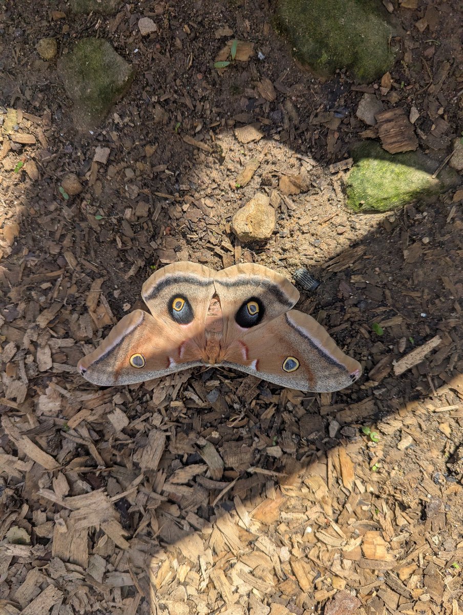 Toad McCroaks | The Happy Toad LLC 🐸💚 tweet media