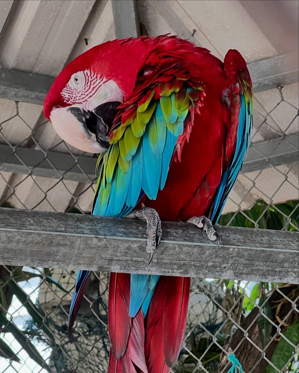 El guacamayo está listo para #KAROLCHELLA -6 días 🦜🎡🌵