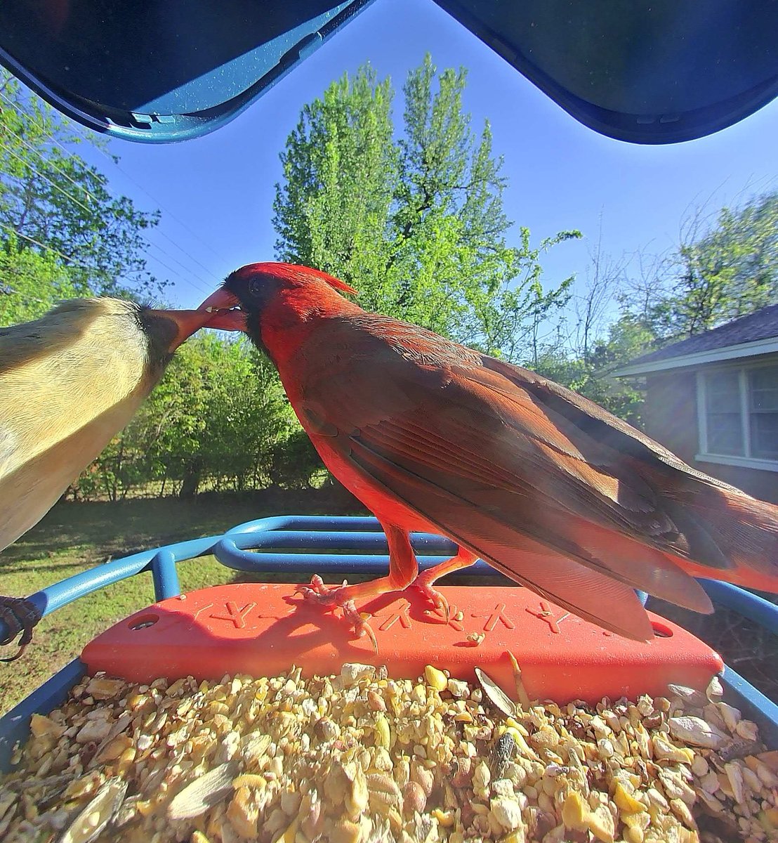 Tangerine tweet media