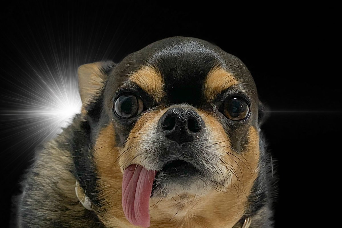 獣医さんに小声で「武蔵丸…」って言われた（女子なのに）