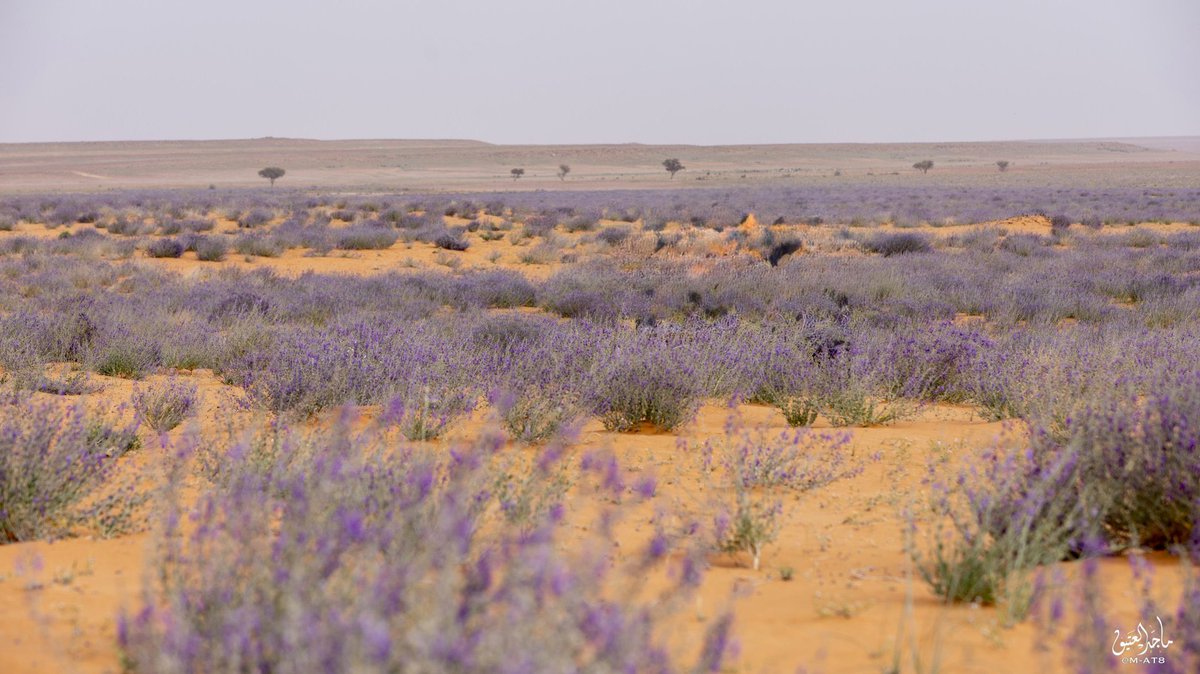 AlQassim Pinterest tweet media