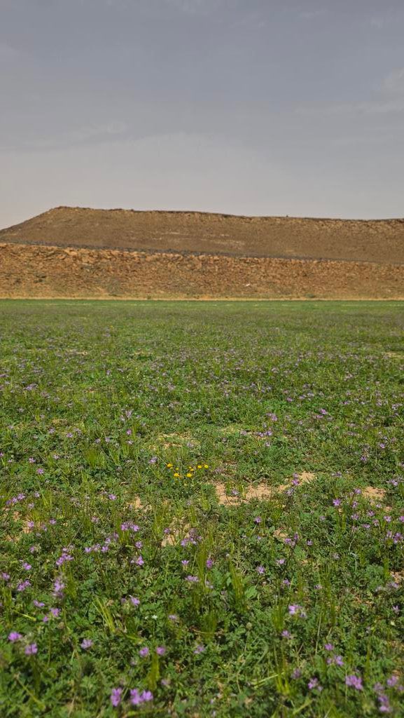 AlQassim Pinterest tweet media