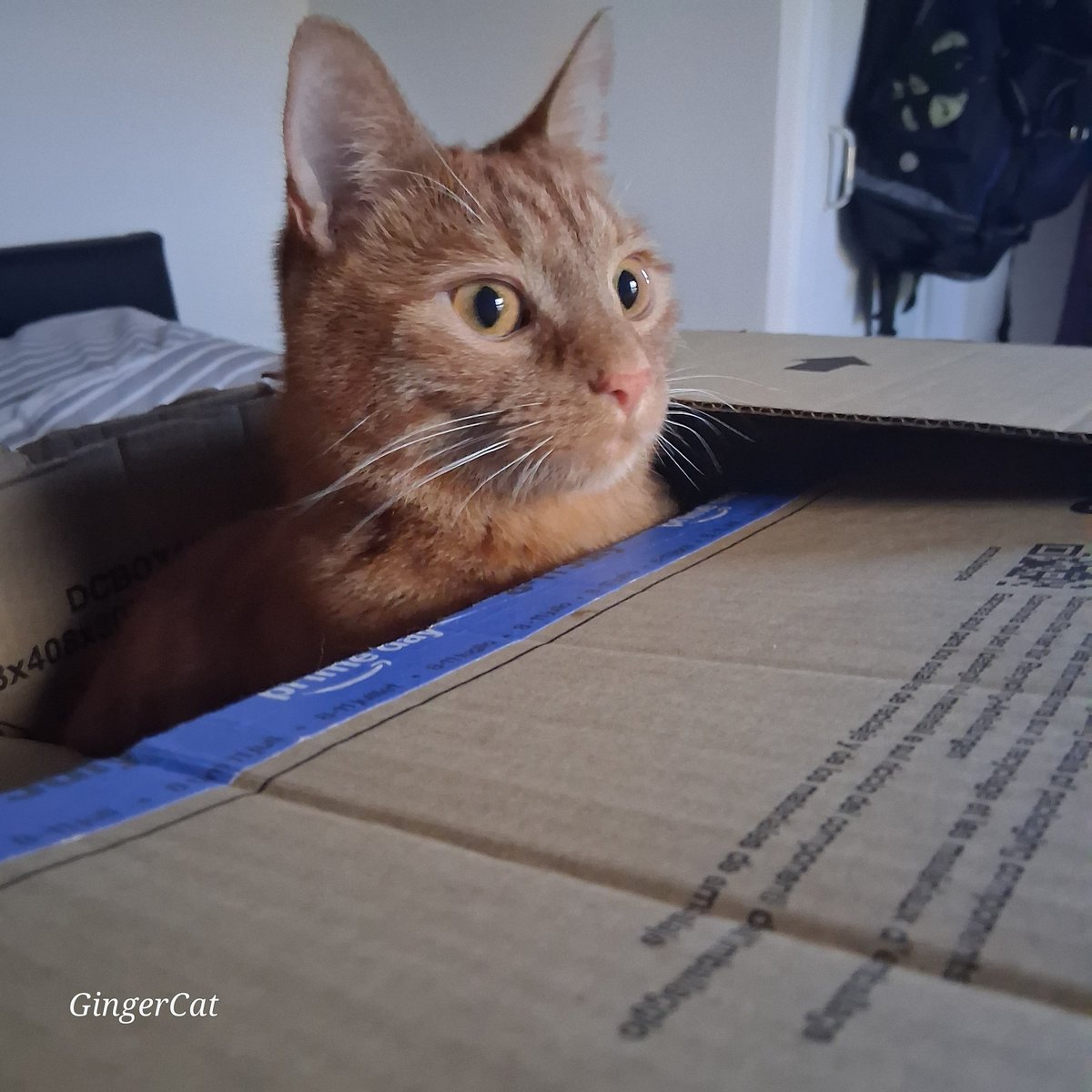 Ginger Cat tweet media