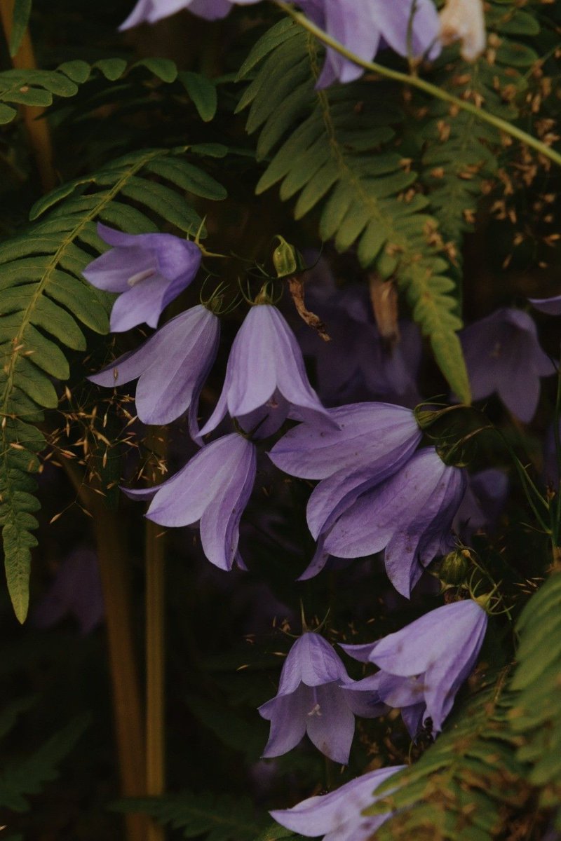 only aesthetic tweet media