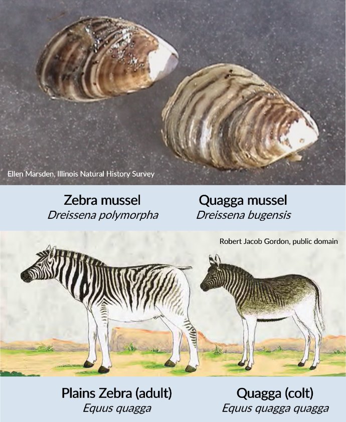 LampreyControl's tweet image. #DidYouKnow #invasive quagga mussels in the #GreatLakes got their name from a striped African mammal? Related to zebra mussels, the quagga mussels’ less distinct striping inspired Dr. Ellen Marsden to name it after the quagga, a zebra subspecies. #DYK
doi.org/10.1139/f92-166