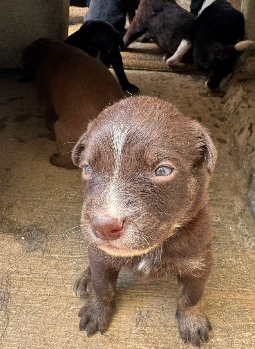 🚨🚨Ayuda
Se rescató a esta perrita y sus bebés, pero se necesita que los adopten por que el temporal donde están dan hasta el Domingo para tenerlos.
La perrita ya está desparasitada, pero quien la tome debe comprometerse a castrarla.
🤍Adopta no compres🤍
Info al 35677063