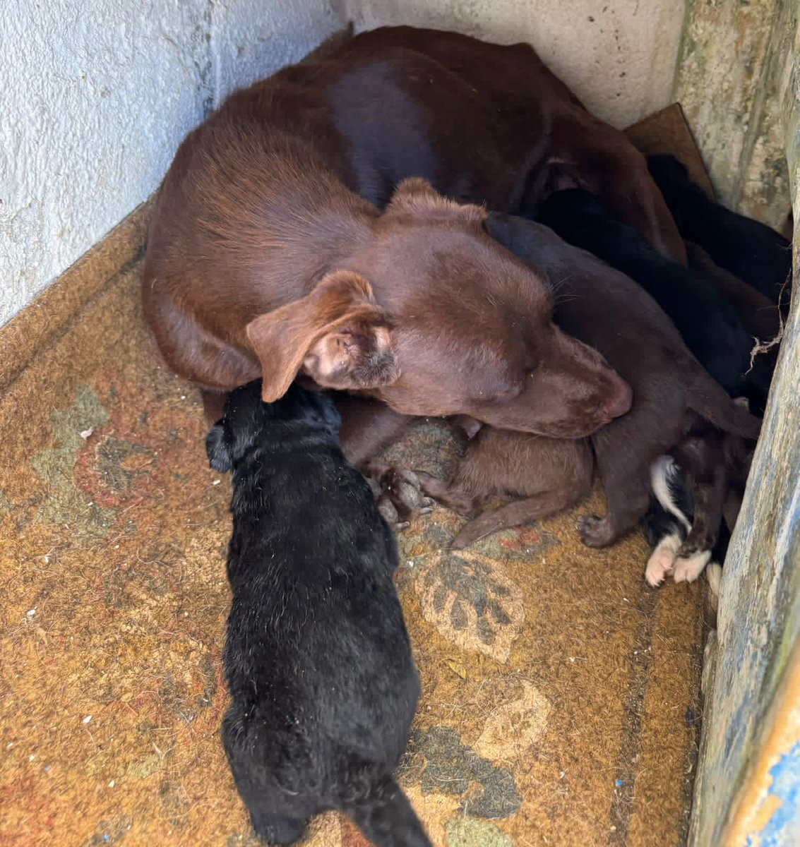 monikgua32's tweet photo. 🚨🚨Ayuda
Se rescató a esta perrita y sus bebés, pero se necesita que los adopten por que el temporal donde están dan hasta el Domingo para tenerlos.
La perrita ya está desparasitada, pero quien la tome debe comprometerse a castrarla.
🤍Adopta no compres🤍
Info al 35677063 https://t.co/rKNaFuQPFl