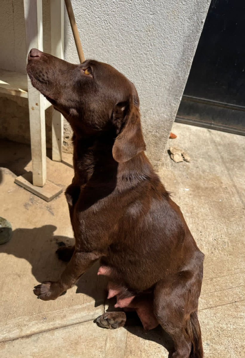 monikgua32's tweet photo. 🚨🚨Ayuda
Se rescató a esta perrita y sus bebés, pero se necesita que los adopten por que el temporal donde están dan hasta el Domingo para tenerlos.
La perrita ya está desparasitada, pero quien la tome debe comprometerse a castrarla.
🤍Adopta no compres🤍
Info al 35677063 https://t.co/rKNaFuQPFl