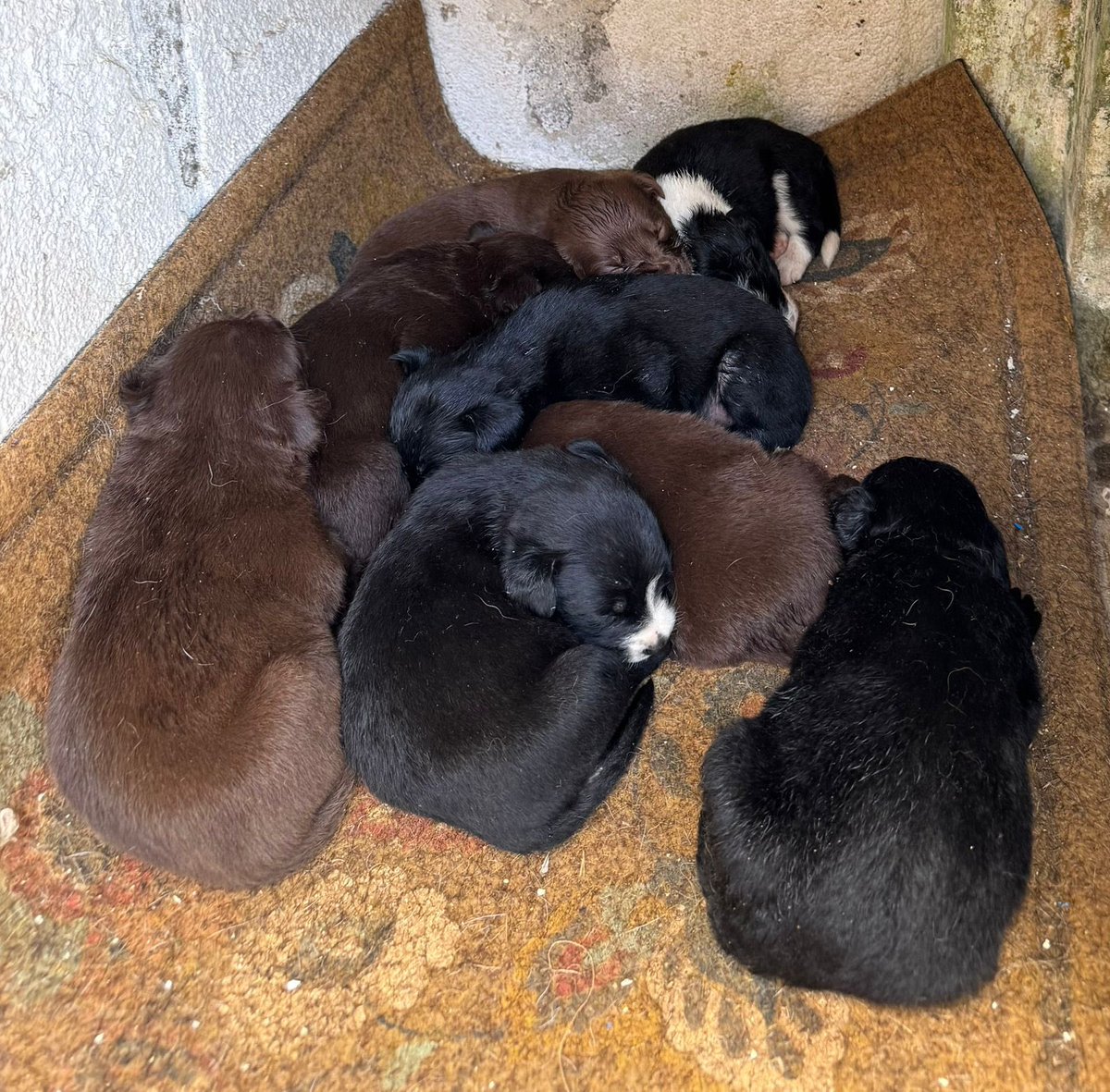 monikgua32's tweet photo. 🚨🚨Ayuda
Se rescató a esta perrita y sus bebés, pero se necesita que los adopten por que el temporal donde están dan hasta el Domingo para tenerlos.
La perrita ya está desparasitada, pero quien la tome debe comprometerse a castrarla.
🤍Adopta no compres🤍
Info al 35677063 https://t.co/rKNaFuQPFl