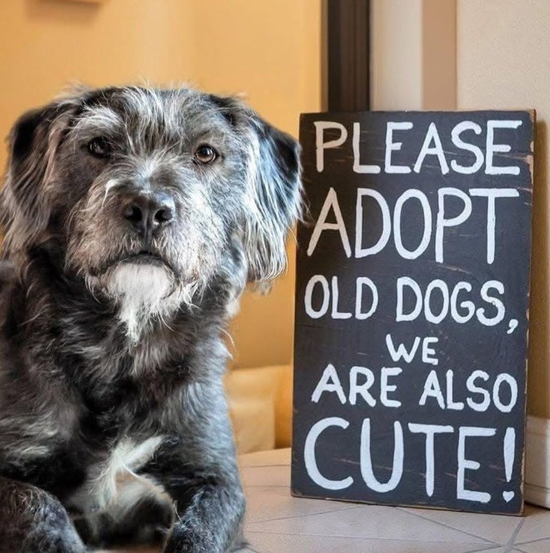 Pawzazzle tweet media