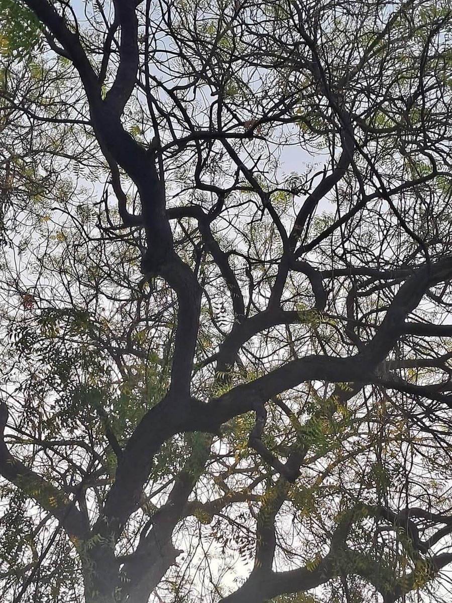 Usha Wildflower 🌱📚 🍀 tweet media