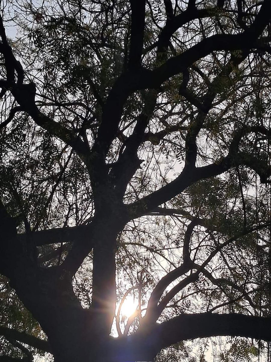 Usha Wildflower 🌱📚 🍀 tweet media