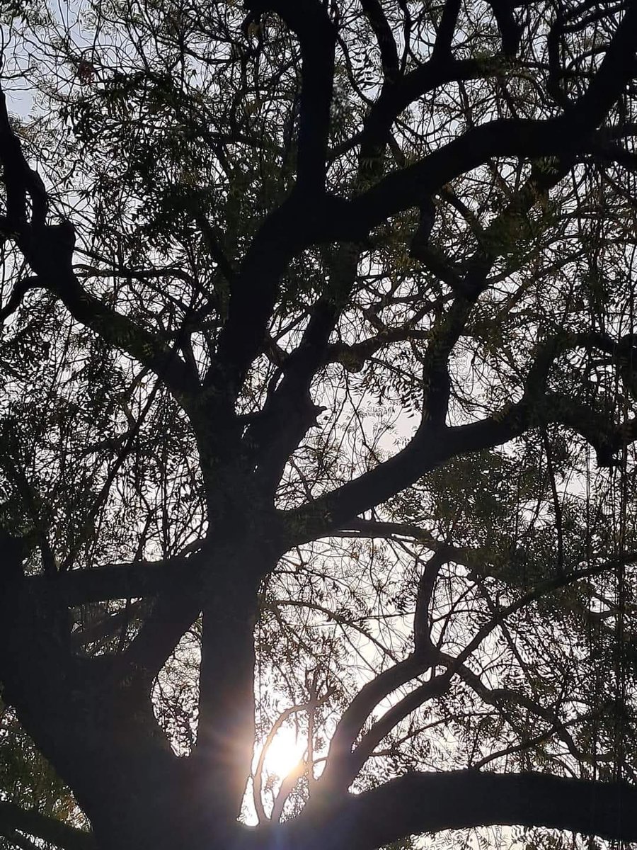 Usha Wildflower 🌱📚 🍀 tweet media