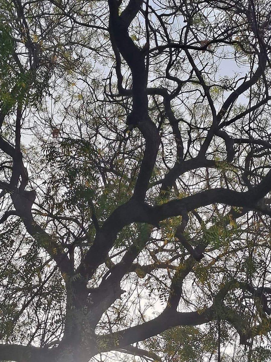 Usha Wildflower 🌱📚 🍀 tweet media