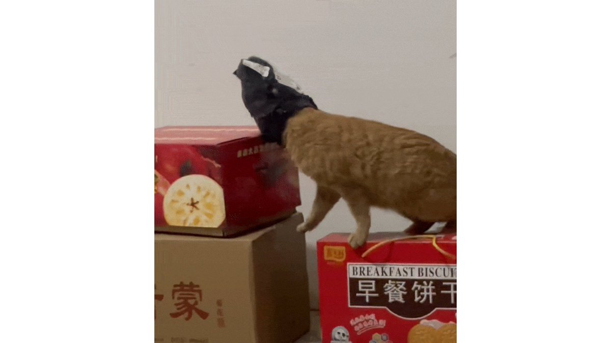 anjacole tweet media