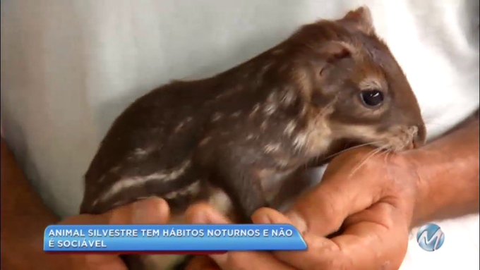 Alex Moretti tweet media