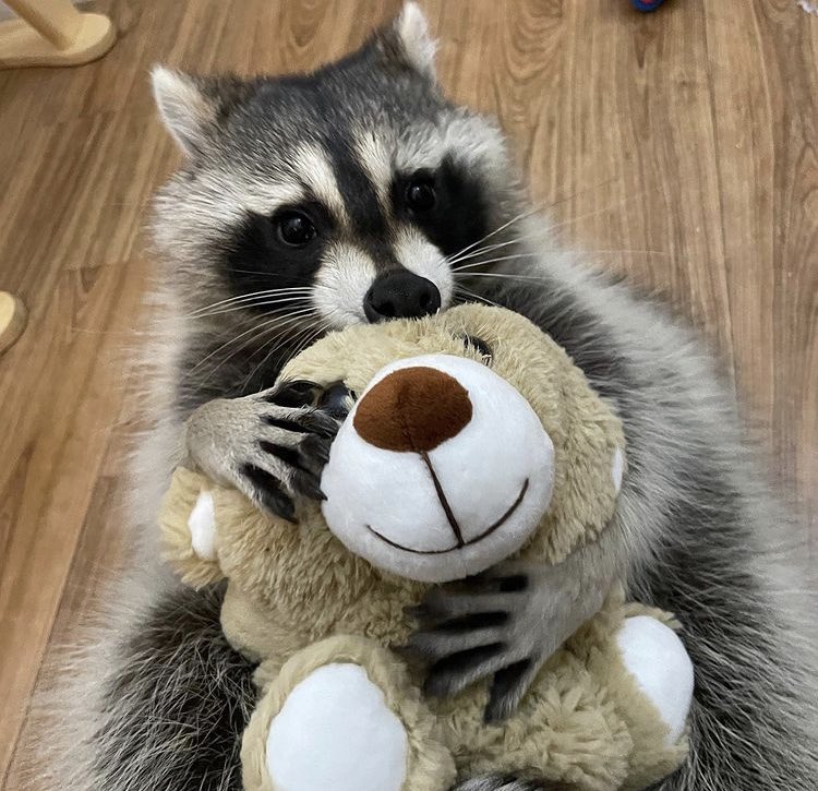 raccoonhourly's tweet photo. https://t.co/u3g8KAZBWL