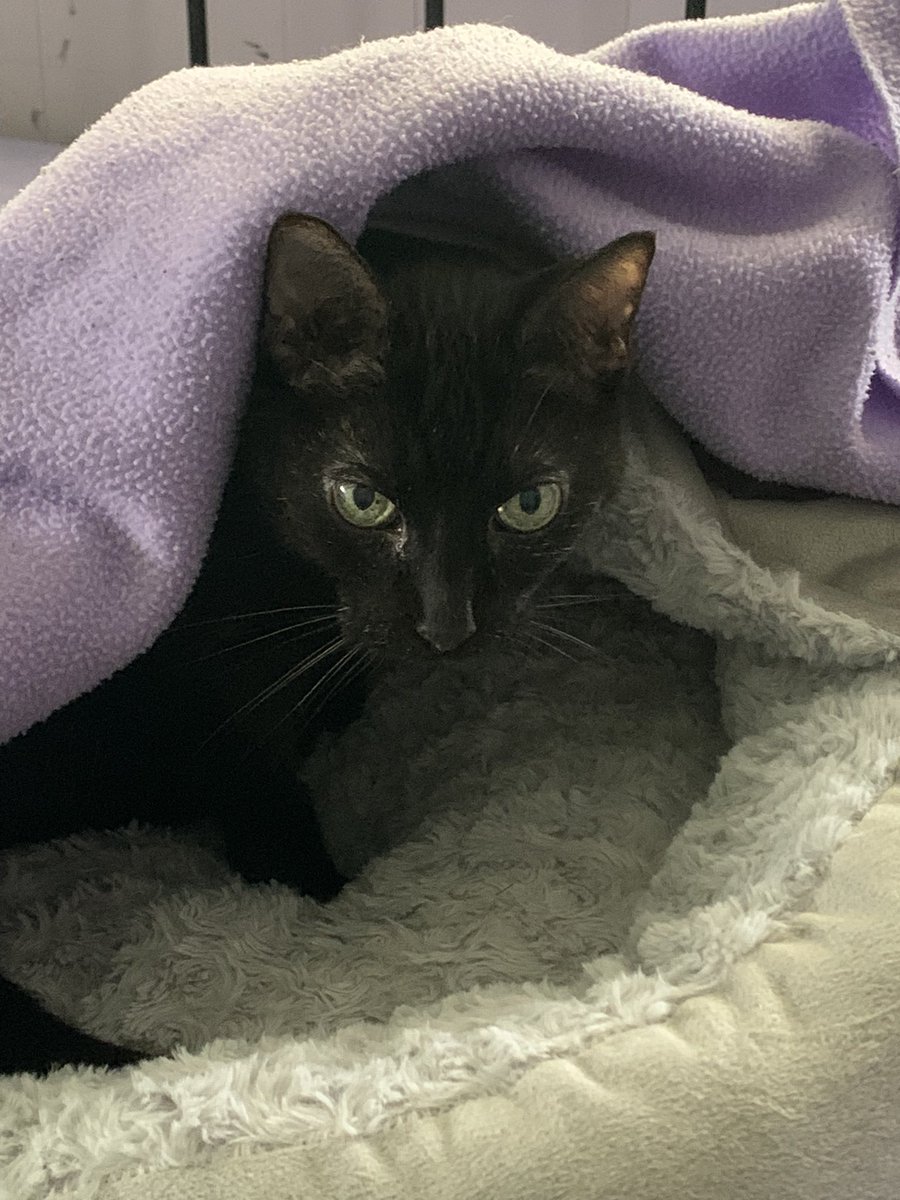 The Amazing AcroCats tweet media