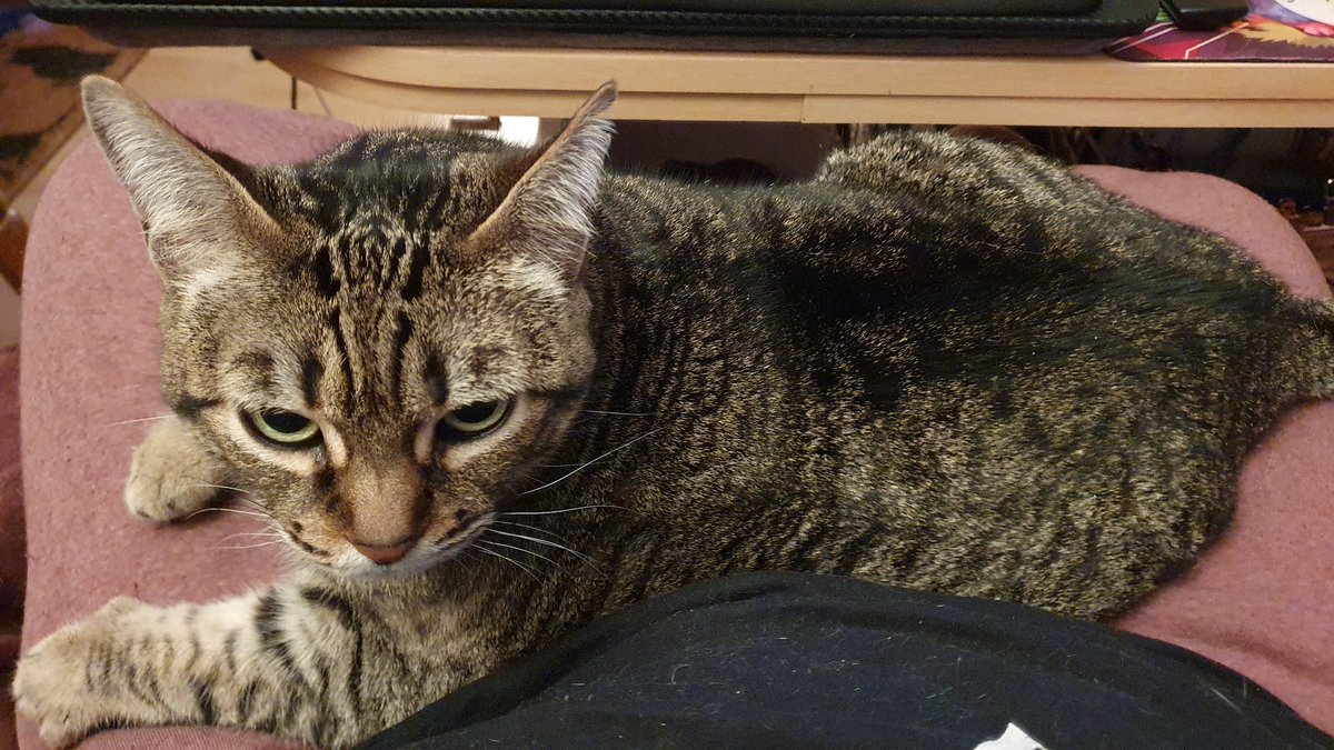 😻Benito🐾Calita😻 🌈Filou🌈 tweet media