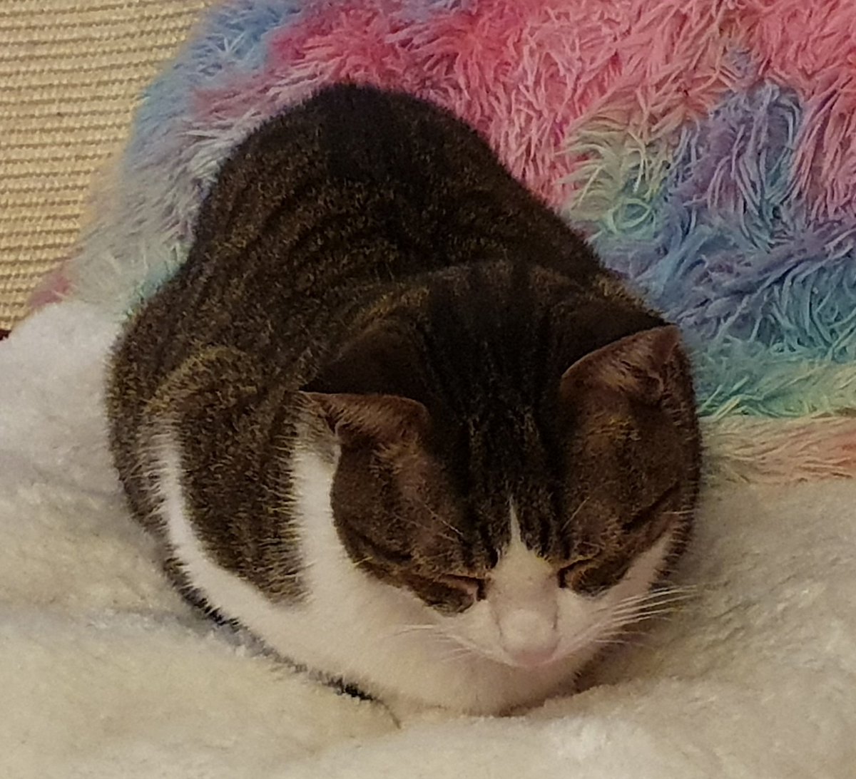 😻Benito🐾Calita😻 🌈Filou🌈 tweet media