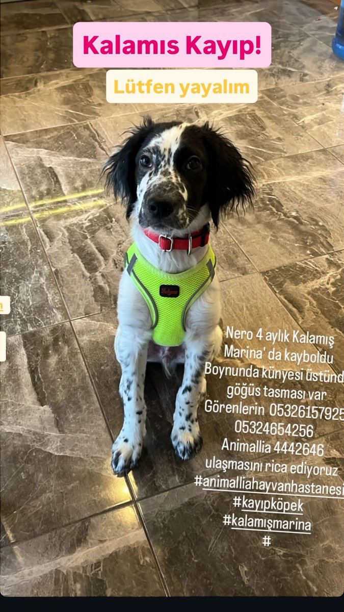 Neslihan tweet media