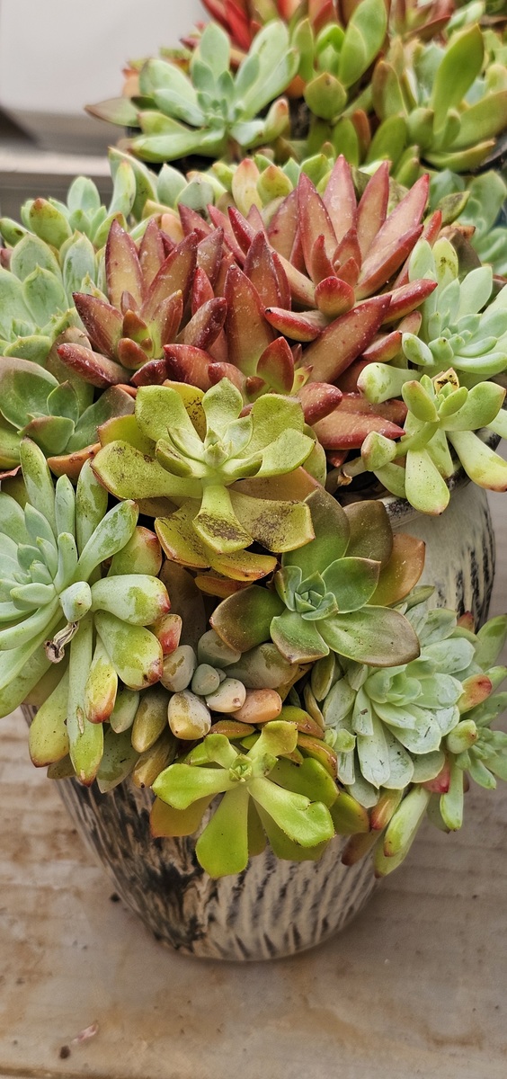 Michael J Bennett tweet media