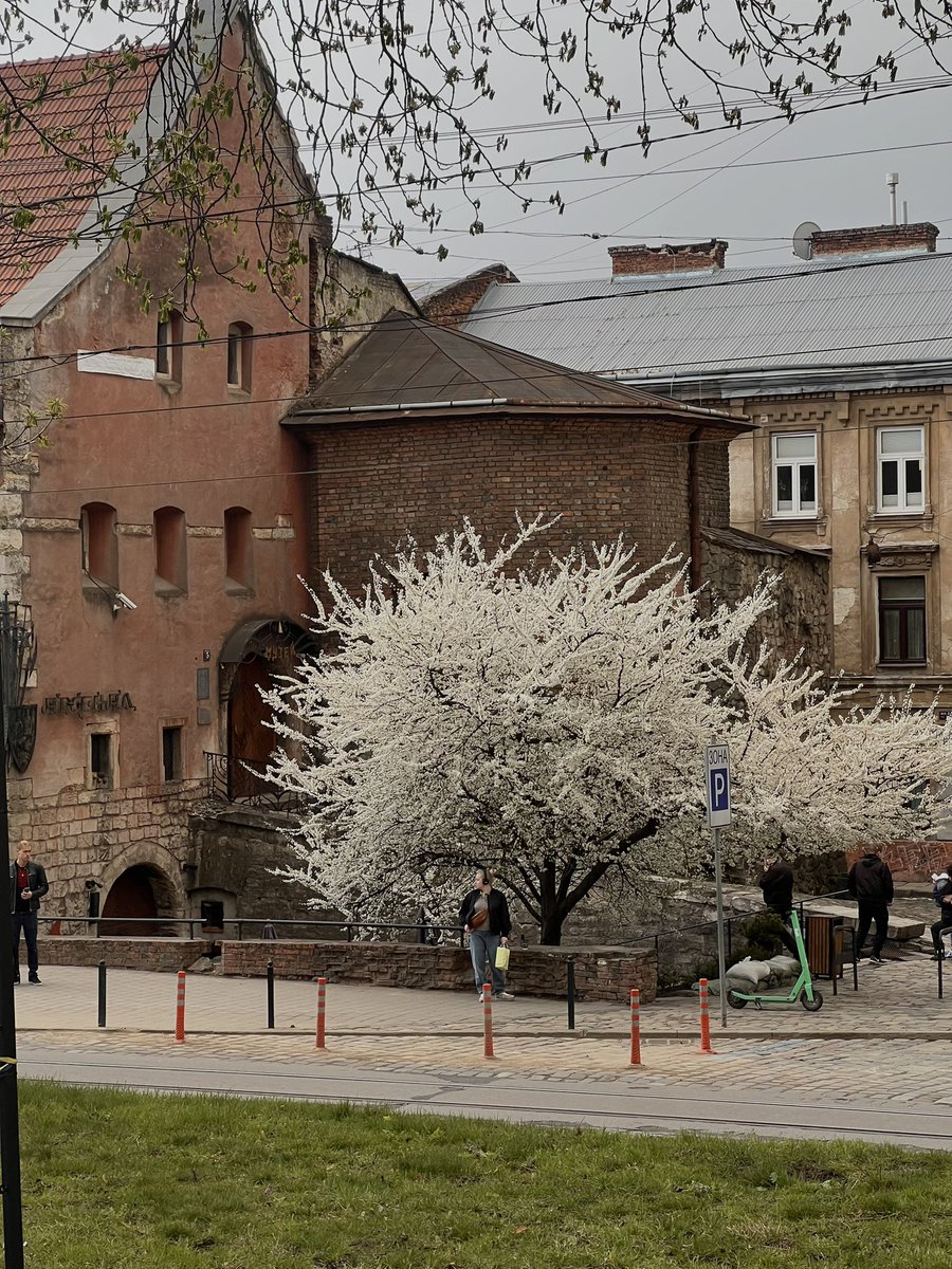 перша ластівка tweet media