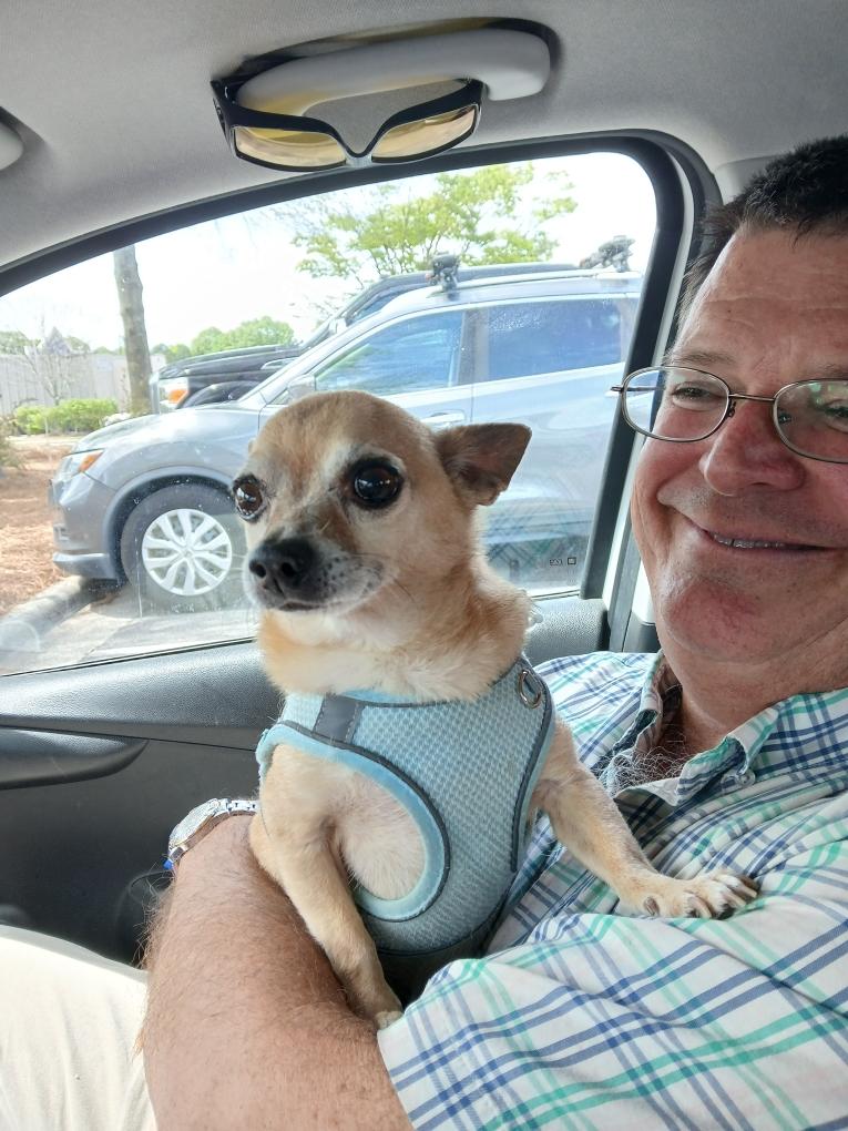 Happy Yappy Monday #zshq &amp; friends.  This B me on dad's lunch break today.  Dad shared some tenders w/me and then hold me up and let me get a good look look 4 zomb pawtrol. RAAA!!! Lil' was barky at.