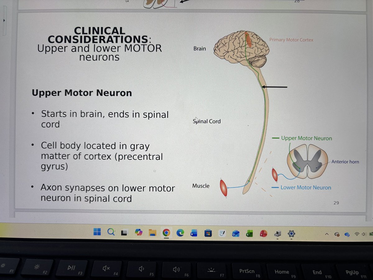 afifasaurus tweet media