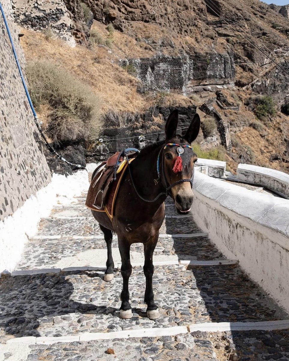 Greece in the Netherlands tweet media