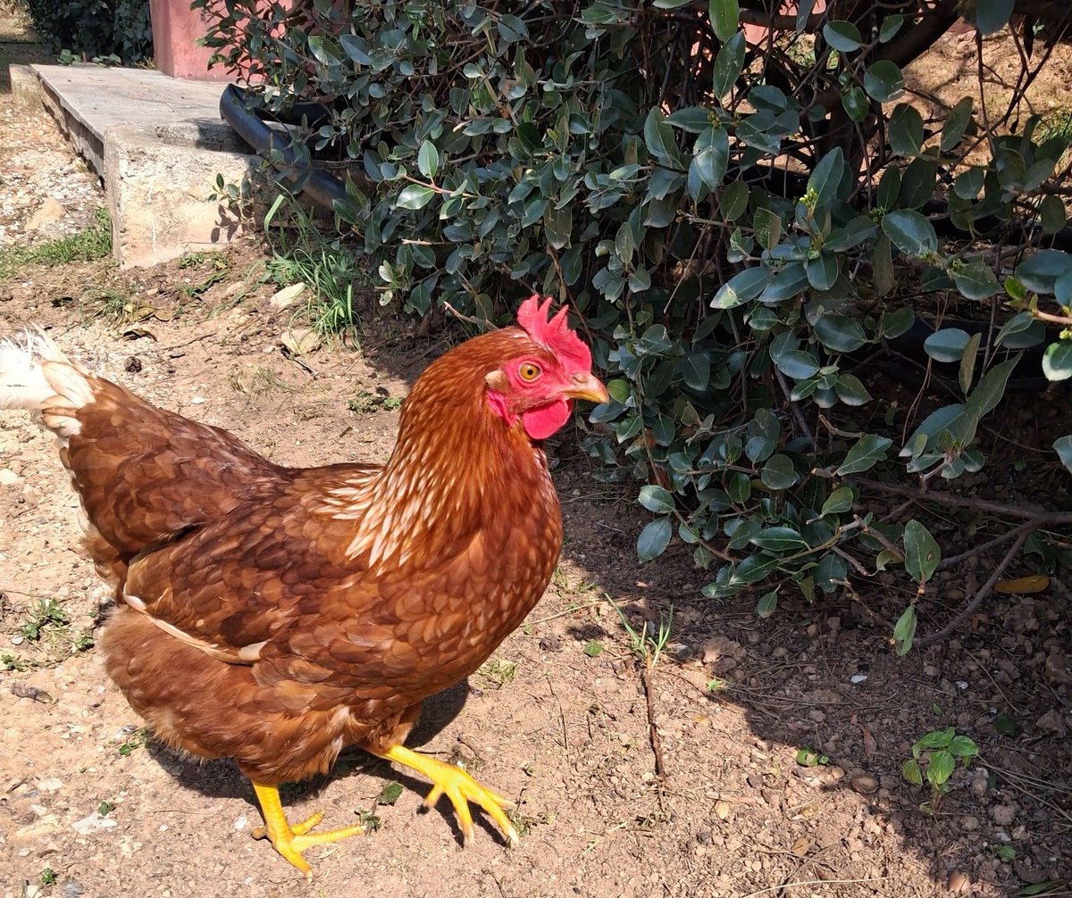 Μάχη Αναλάτου tweet media