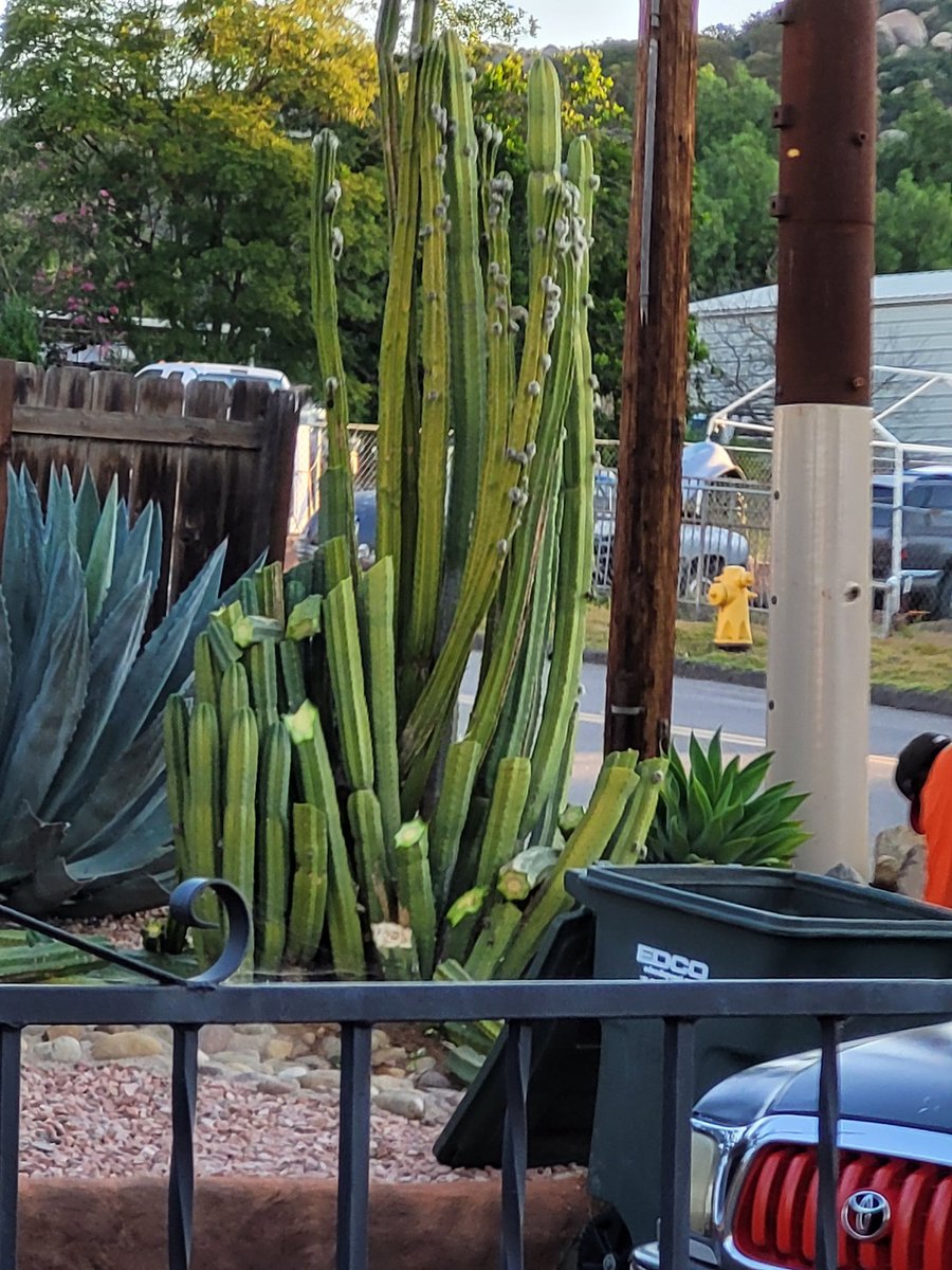 Pat in the West 🐎 tweet media