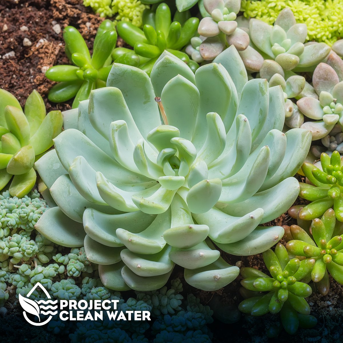 Project Clean Water tweet media