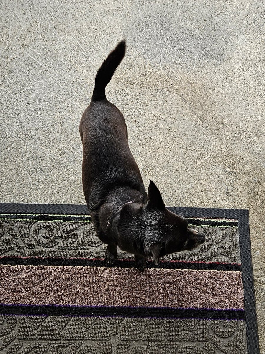 enis ⋆₍ᐢ.ˬ.ᐢ₎♡ tweet media