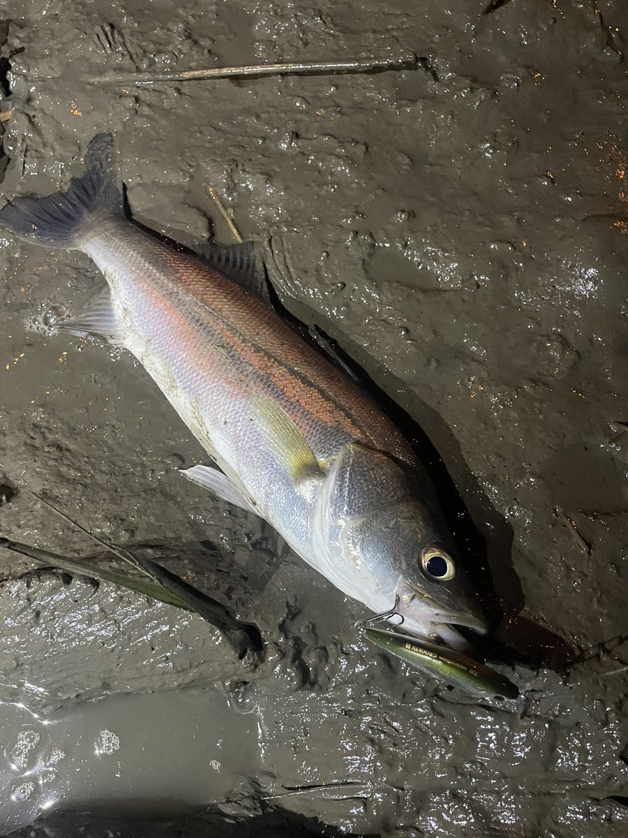 パボ@シーバス！？釣り垢 tweet media