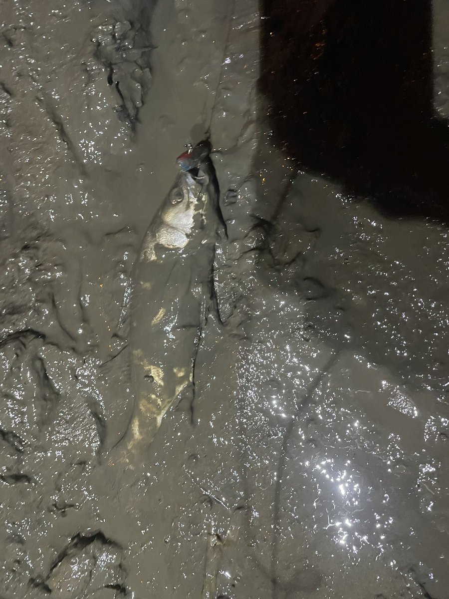 パボ@シーバス！？釣り垢 tweet media