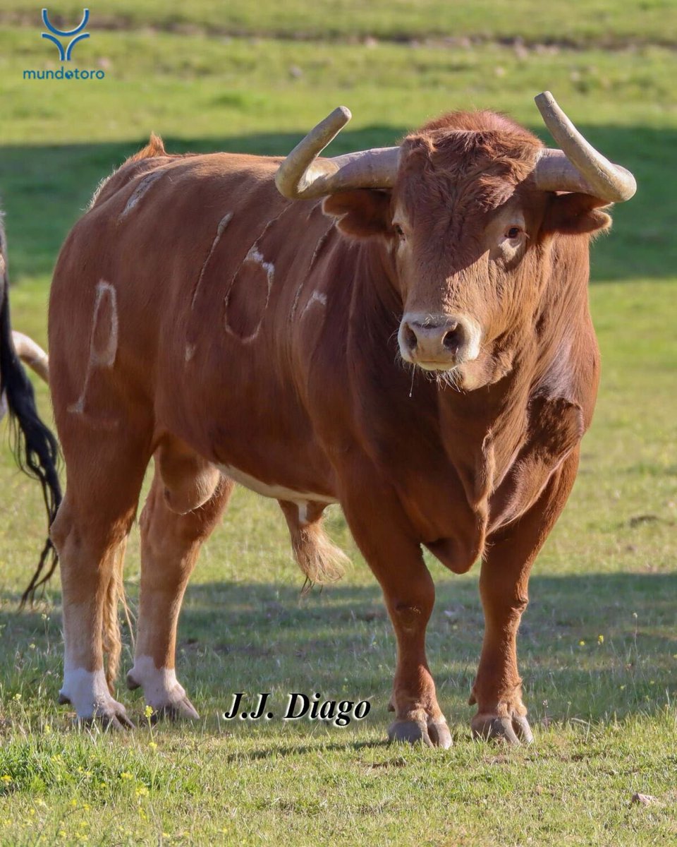Digo verdades como puños tweet media