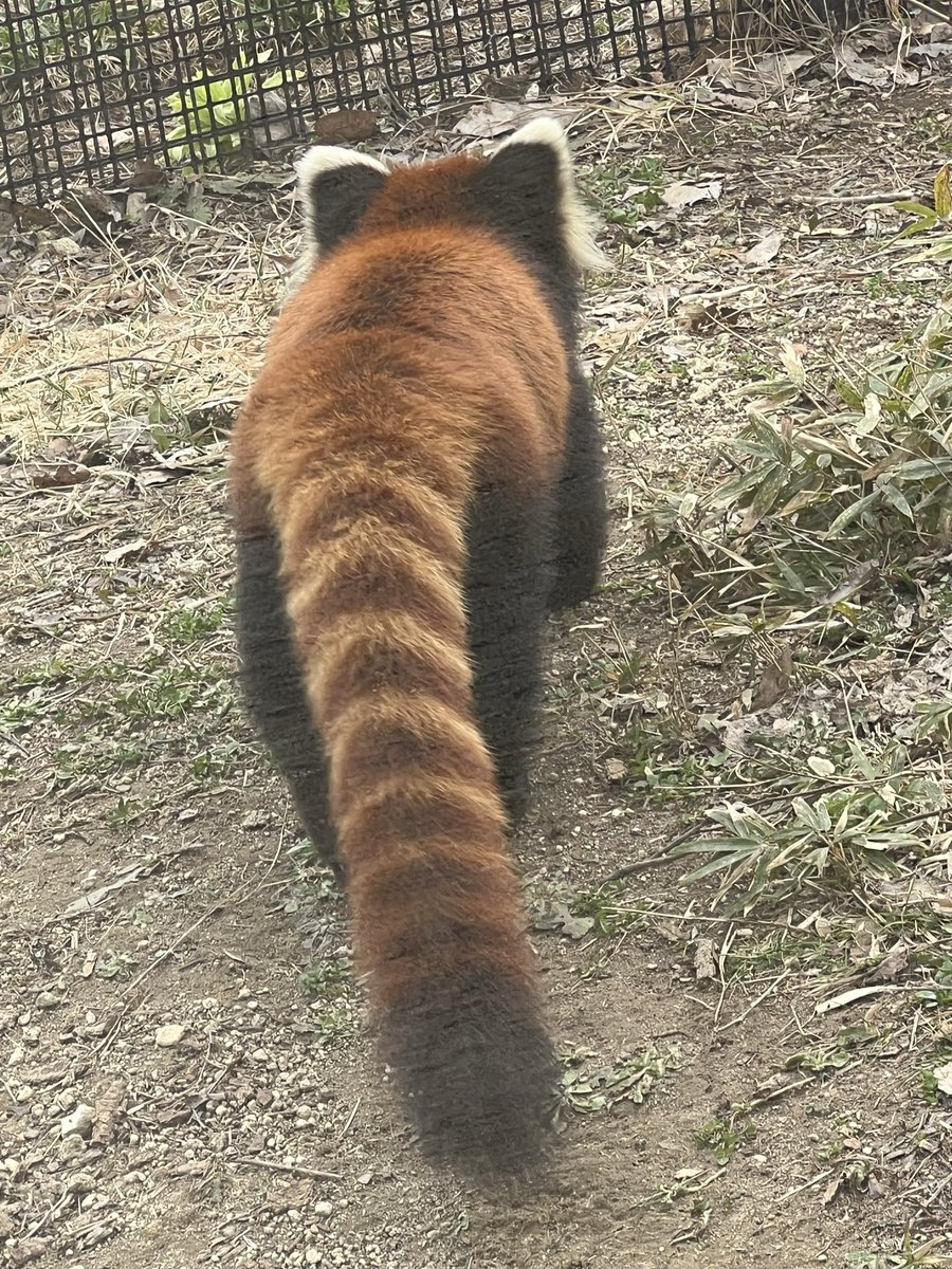 パンジー tweet media