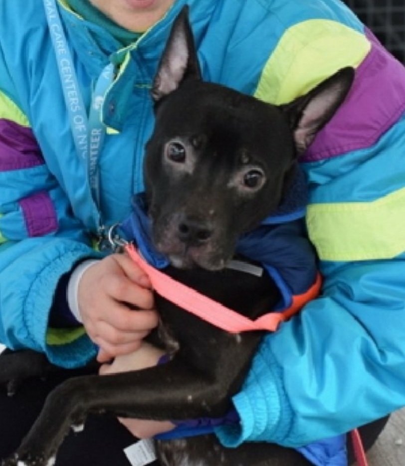 Morgan Fairchild's Dogs tweet media