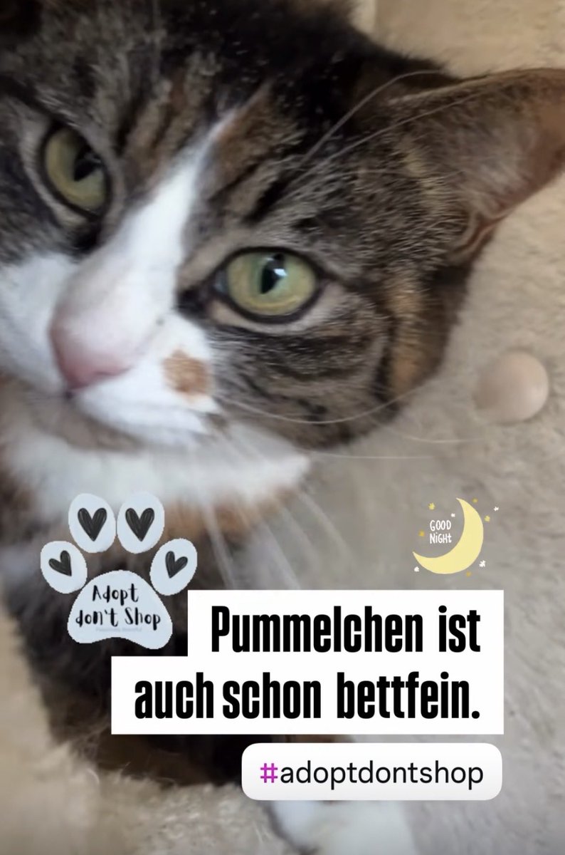 Katzenland tweet media