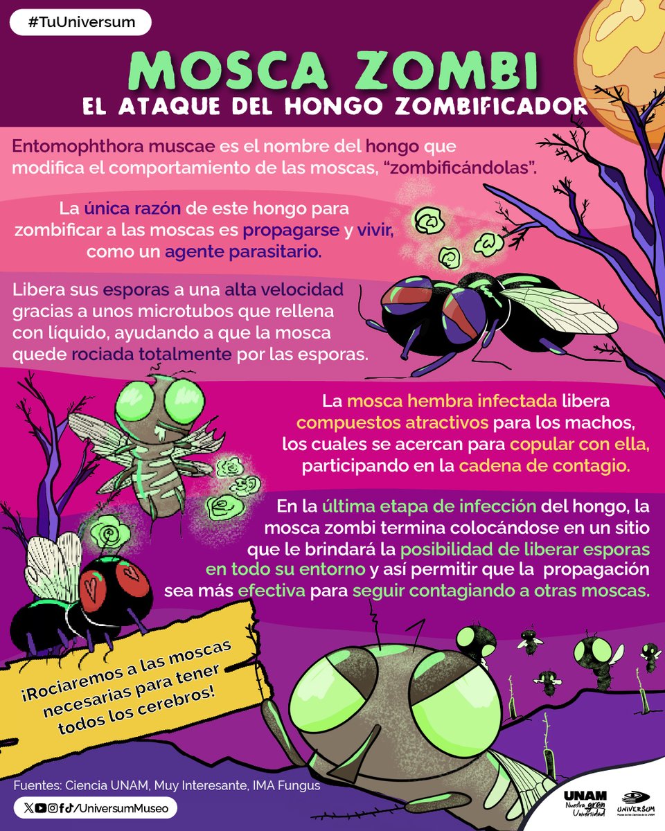 UniversumMuseo's tweet image. ¿Habías escuchado sobre la mosca #zombie ? 😰🧟‍♂️

#TuUniversum