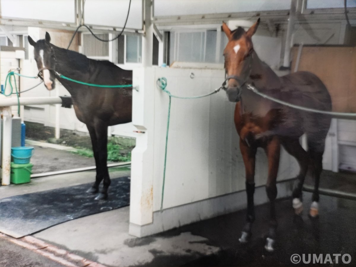 UMATO【公式】 tweet media