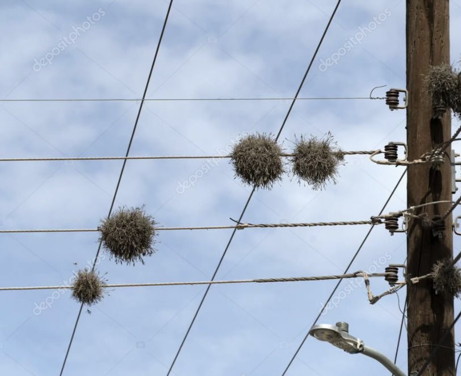 Martín Gergolet tweet media