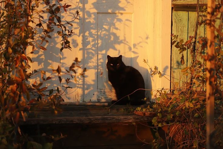 mira ౨ৎ tweet media