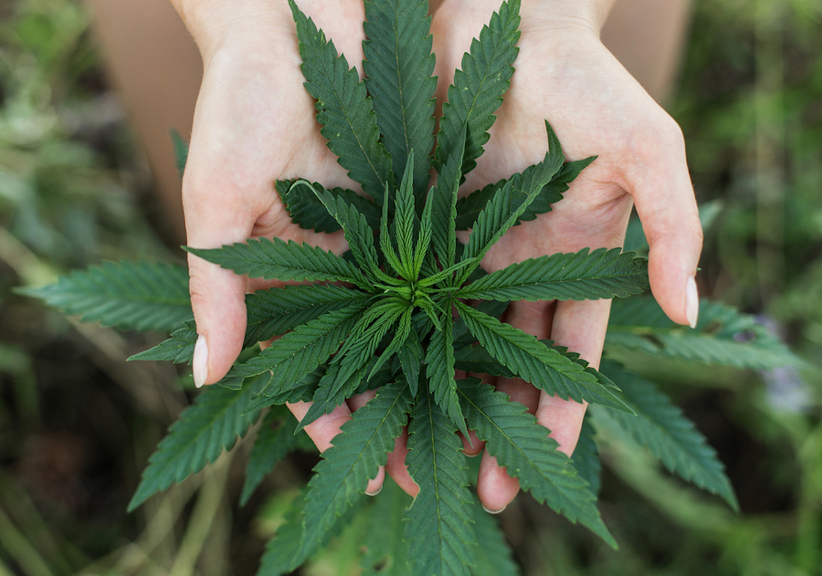 natlawreview's tweet image. Bondi Bounced: What It Means for Marijuana Rescheduling, Enforcement natlawreview.com/article/bondi-… #marijuana #cannabis #Bondi @bradleylegal