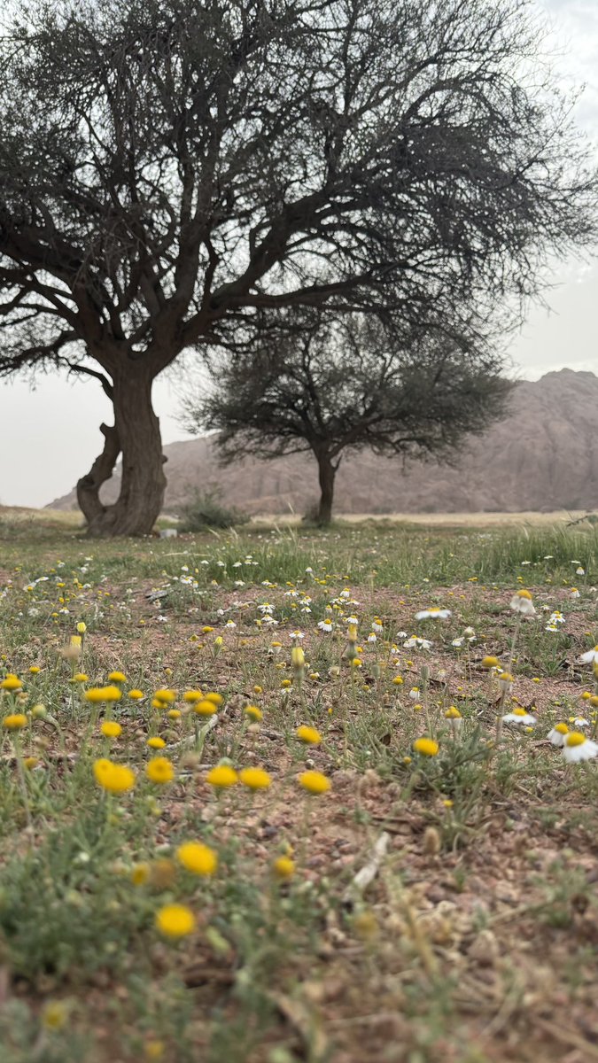 مها🤍hail tweet media