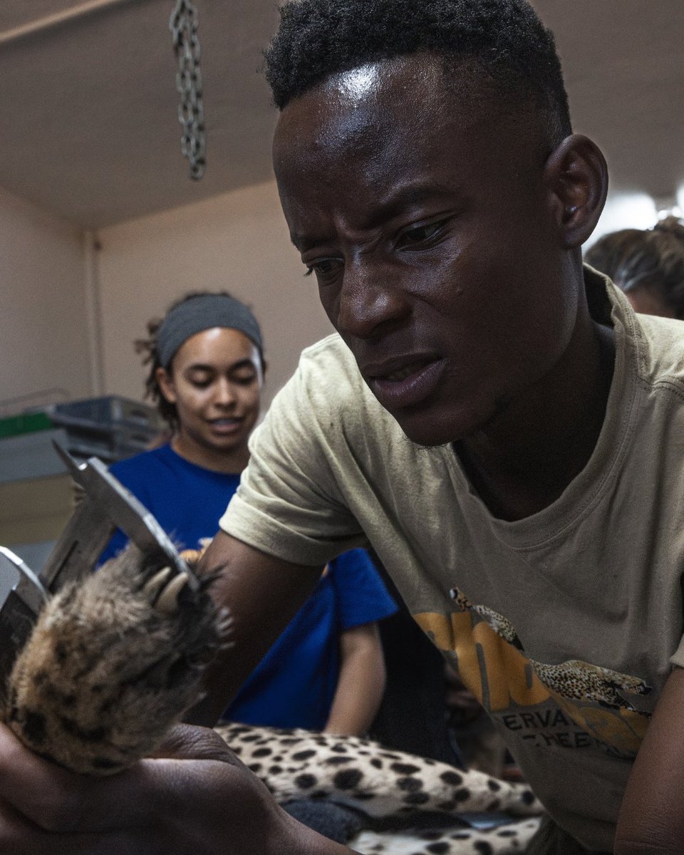 Cheetah Conservation Fund tweet media