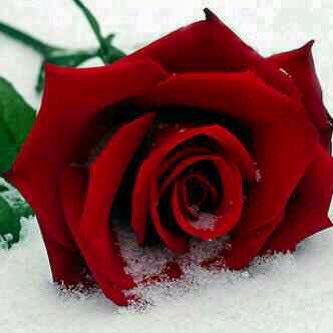 ناصر مقبل الحموان tweet media