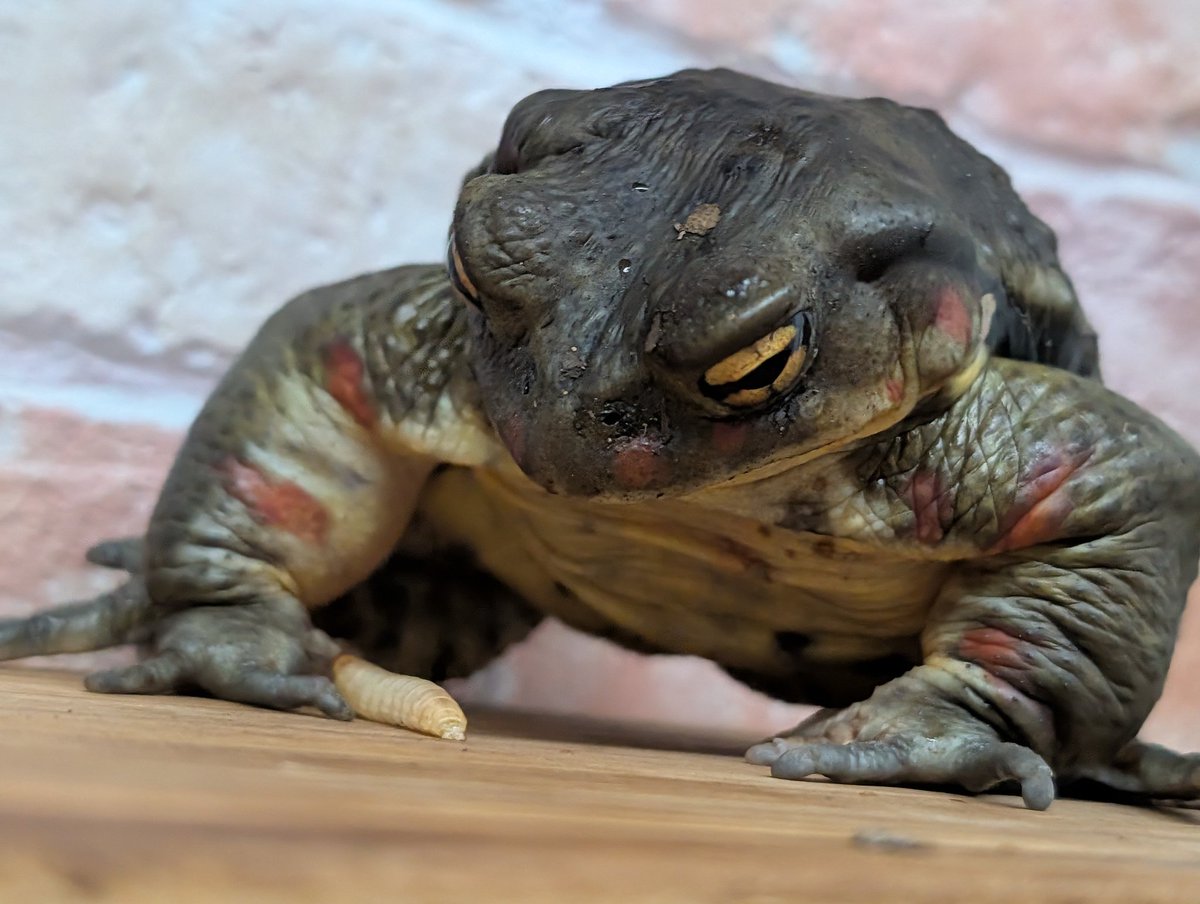 確定申告 tweet media