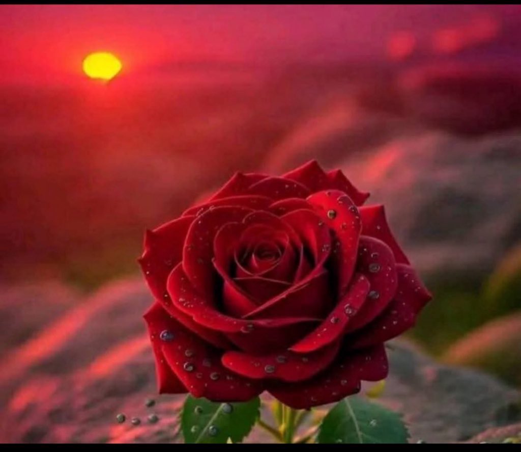 عــروب🖤 tweet media